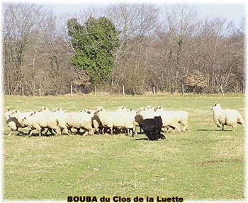 le bouvier des flandres et les moutons - Elevage du CLOS DE LA LUETTE - COPYRIGHT DEPOSE